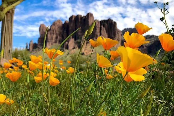 Spring flowers at the base of the Superstition Mountains at Lost Dutchman State Park.